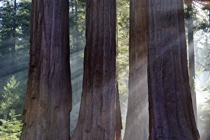 Cupressaceae Prints: Trunks of giant sequoia trees (Sequoiadendron giganteum) Sequoia National Park, California