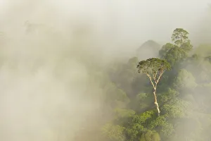 Tree Canopies Prints: Tualang / Mengaris tree (Koompassia excelsa) emerging from canopy amongst cloud