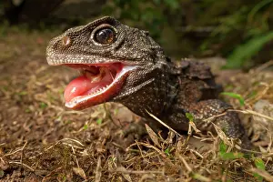Animal Care Prints: Tuatara (Sphenodon punctatus) female