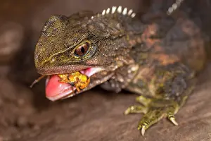 North Island Prints: Tuatara (Sphenodon punctatus) male