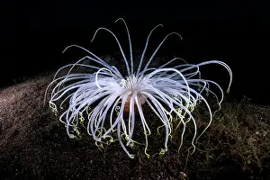 Cerianthus Prints: Tube anemone (Cerianthus filiformis) portrait, Shizuoka Prefecture, Japan, Pacific Ocean