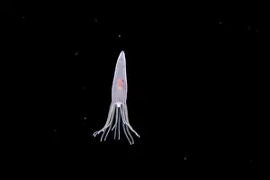 Plankton Prints: Tube anemone (Cerianthus sp.) larvae swimming in open ocean at night