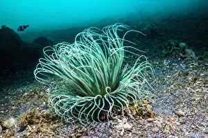 Tube anemone (Cerianthus sp) Lembeh, Sulawesi, Indonesia