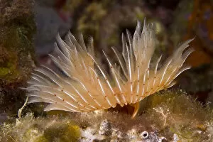 Images Dated 24th July 2009: Tube worm (Protula tubularia) Larvotto Marine Reserve, Monaco, Mediterranean Sea