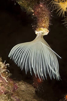 Images Dated 25th July 2009: Tube worm (Protula tubularia) Larvotto Marine Reserve, Monaco, Mediterranean Sea