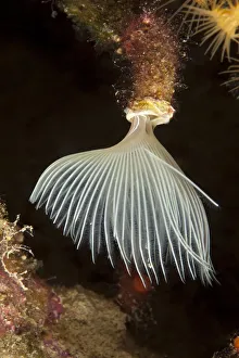 Franco Banfi Prints: Tube worm (Protula tubularia) Larvotto Marine Reserve, Monaco, Mediterranean Sea