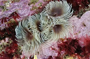 Tube worms (Bispira volutacornis) living between rocks covered in Crustose coralline
