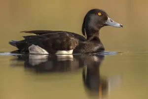 2019 July Highlights Collection: Tufted duck (Aythya fuligula) male drake, Valkenhorst Nature reserve, Valkenswaard