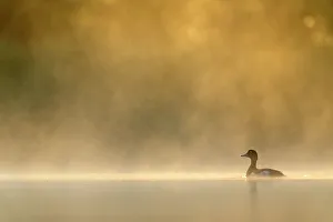 Tufted duck (Aythya fuligula) on water on a misty morning, Valkenhorst Nature Reserve, Valkenswaard, The Netherlands. June