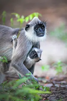 Sri Lanka Prints: Tufted gray langur (Semnopithecus priam) female carrying infant, Sri Lanka