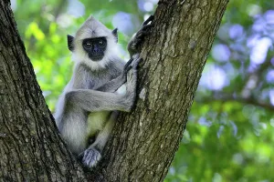 Sri Lanka Prints: Tufted gray langur (Semnopithecus priam thersites subspecies) sitting in nook f tree
