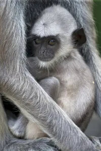 Tufted grey langur (Semnopithecus priam priam) baby, Sri Lanka