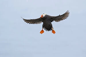 Tufted puffin (Fratercula cirrhata), adult in breeding plumage flying in preparing to land, St