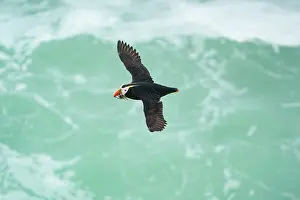 Pribilofs Prints: Tufted puffin (Fratercula cirrhata) in breeding plumage