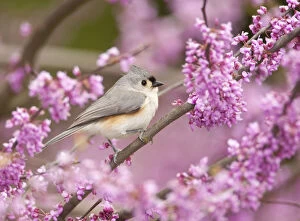 Images Dated 9th May 2010: Tufted Titmouse (Baeolophus bicolor) perched in flowering Eastern redbud in spring