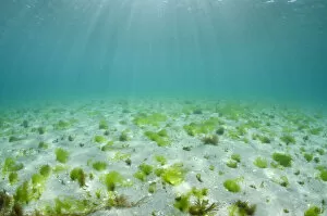Tufts of seaweed growing on a shallow seabed, Island of Coll, Inner Hebrides, Scotland