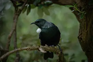 Iridescence Prints: Tui (Prosthemadera novaeseelandiae chathamensis) perched on branch