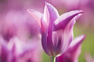 Purple Collection: Tulip Dolls Minuet, hybrid (Tulipa) cultivated, Schwerin, Germany