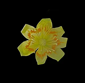 Images Dated 11th June 2019: Tulip tree (Liriodendron tulipifera) flower with orange band to attract bees, produces