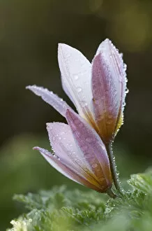 Droplets Gallery: Two Tulip (Tulipa bakeri) flowers covered in raindrops, Omalos, Crete, Greece, April 2009