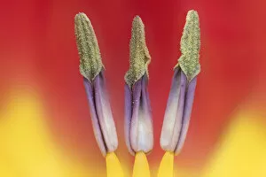Tulip (Tuplia species) close up of anthers, Banbridge, County Down, Northern Ireland