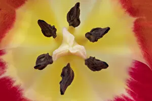 Tulip (Tuplia species) close up of stigma, Banbridge, County Down, Northern Ireland