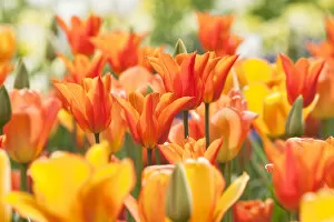 Images Dated 27th April 2009: Tulips (Tulipa) Synaeda Orange, cultivated, Schwerin, Germany