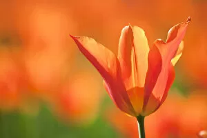 Orange Collection: Tulips (Tulipa), Synaeda Orange, cultivated, Schwerin, Germany
