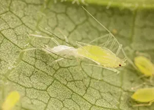 Small Prints: Tuliptree aphid (Illinoia liriodendri) moulting, Pennsylvania, USA. June