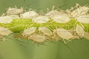 Nymph Prints: Tuliptree aphid (Illinoia liriodendri) nymphs on petiole of tulip tree leaf