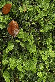 Pteridophytina Prints: Tunbridge filmy fern (Hymenophyllum tunbrigense) wet with fallen Beech leaves on it