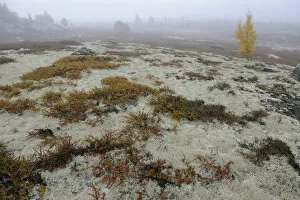 Tundra with Reindeer lichen / moss and a few small trees in mist, Forollhogna National Park