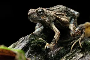 Mottled Patterns Prints: Tungara frog (Engystomops pustulosus) portrait, Osa Peninsula, Costa Rica