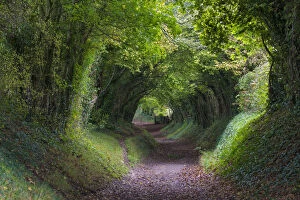 Path Gallery: Tunnel of Trees, Halnaker, Chichester, West Sussex, UK. October 2017