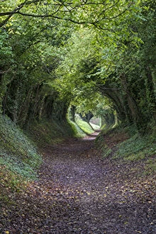 Footpaths Collection: Tunnel of Trees, Halnaker, Chichester, West Sussex, UK. October 2017