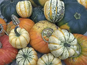 Images Dated 23rd October 2017: Turban squash (Cucurbita) and other mixed squashes