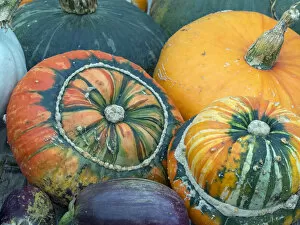 Images Dated 23rd October 2017: Turban squash (Cucurbita) and other mixed squashes