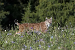 Central Asia Prints: Turkestan Lynx (Lynx lynx isabellinus) Naryn Zapovednik, Naryn River valley, Tian