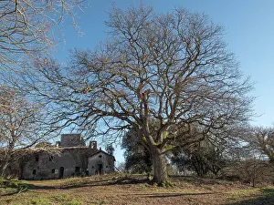 Umbria Prints: Turkey oak (Quercus cerris) in winter, nr. Orvieto, Umbria, Italy. February