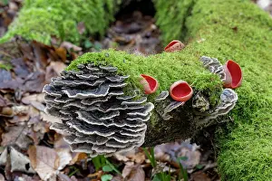 Fungi Prints: Turkey tail (Trametes versicolor) and Scarlet elf cup fungus (Sarcoscypha austriaca)