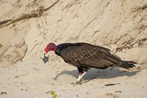 Tamaulipas Prints: Turkey vulture (Cathartes aura) preying on Kemp's ridley turtle (Lepidochelys kempii) hatchling on beach