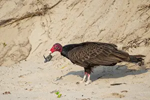 Tamaulipas Prints: Turkey vulture (Cathartes aura) preying on Kemp's ridley turtle (Lepidochelys kempii) hatchling on beach