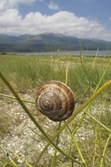 Turkish / Balkan edible snail (Helix lucorum) on plant, Stenje region, Lake Macro Prespa