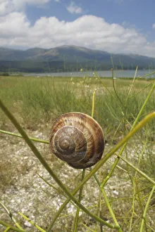 Macedonia Prints: Turkish / Balkan edible snail (Helix lucorum) on plant, Stenje region, Lake Macro Prespa