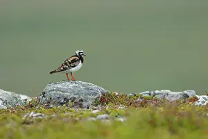 Sandpiper Prints: Turnstone (Arenaria interpres) perched on a rock, Varanger, Norway. July