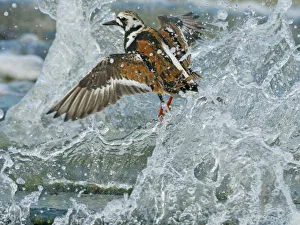Turnstone (Arenaria interpres) in summer plumage, on Norfolk shoreline in breaking wave Turnstone (Arenaria interpres) in summer plumage, on Norfolk shoreline in breaking wave