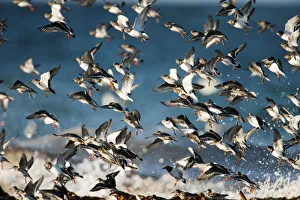 Turnstones (Arenaria interpres) and Purple sandpipers (Calidris maritima) over wintering
