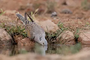Pigeon Prints: Turtle dove (Streptopelia turtur) drinking at a water hole, La Rioja, Spain. August