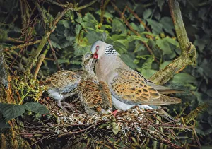 Turtle dove (Streptopelia turtur) female feeding chicks on nest