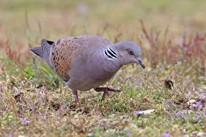Pigeon Prints: Turtle dove (Streptopelia turtur) on the ground looking for nesting material
